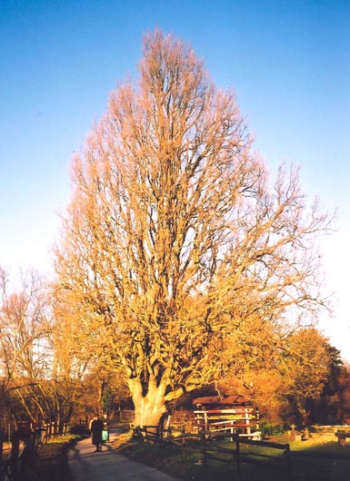 Eiche auf Gut Steinbeck